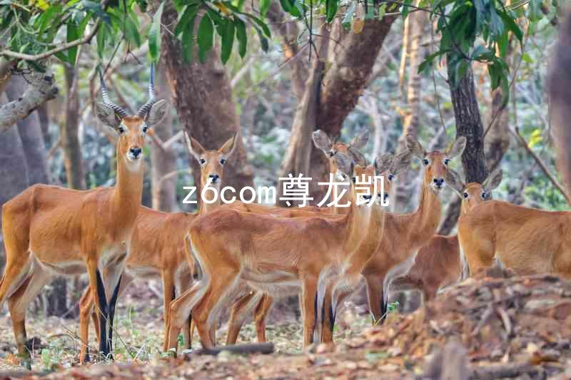 z6com尊龙凯
